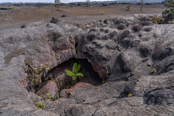 Plants grow from the 1969 fissure vents. Hawaii Volcanoes National Park, Kīlauea volcano. A...