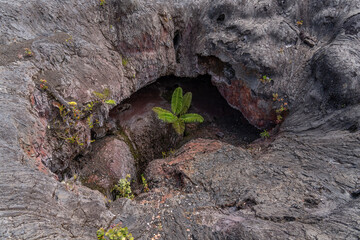 Plants grow from the 1969 fissure vents. Hawaii Volcanoes National Park, Kīlauea volcano. A...