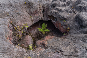Plants grow from the 1969 fissure vents. Hawaii Volcanoes National Park, Kīlauea volcano. A...