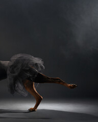 An elegant standard pinscher dog in a balletic posture, draped in a gossamer tutu, captures the...
