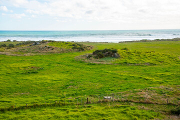 Sheep Pasture in Taranaki Region - New Zealand
