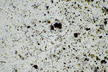 ‘soil microorganisms under a microscope including amoeba, flagellates, nematodes, fungi, bacteria from a healthy forest bush national park research by a university