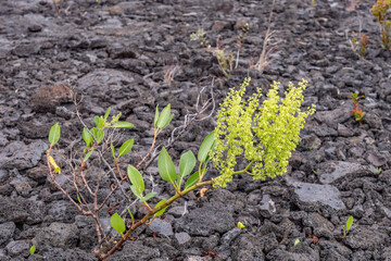 Rumex skottsbergii, or more commonly known as lava dock, is a shrub of the genus Rumex. Hawaii Volcanoes National Park, 1973 Lava Flow from Fissure vent, Kīlauea volcano PLANTS