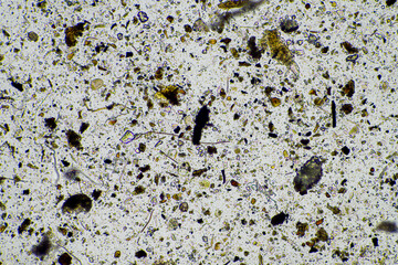 biology under a microscope including amoeba, flagellates, nematodes, fungi, bacteria, research in a lab