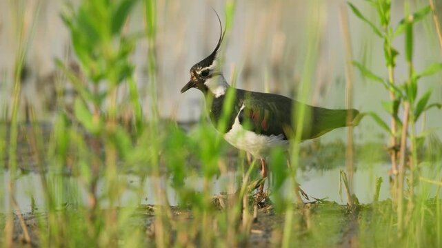 Northern lapwing foraging in a lush, green wetland on a sunny day