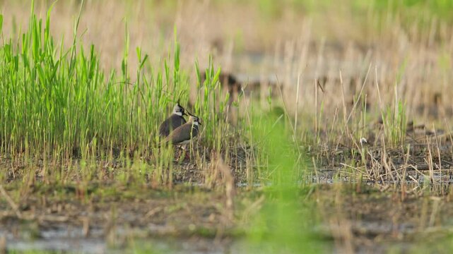 Kievit bird standing in a wetland area surrounded by tall green grass