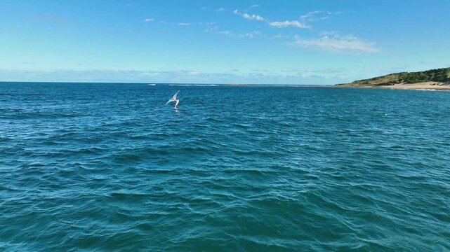 Aerial View of Winging, Wing Foiling, Wind Surfing in Sydney waters on a beautiful summers day. Aerial pan of action packed water sports.