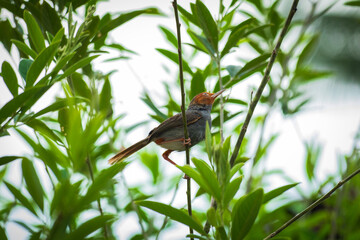 Ashy tailorbird (Orthotomus ruficeps) perched on a plant branch