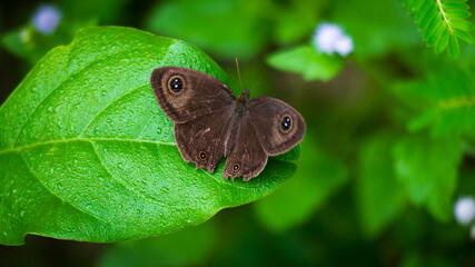 Ypthima huebneri the common fourring perches on the leaves of a bush