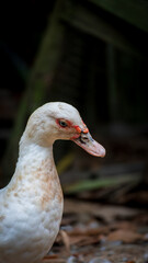 Tight shot of a confused white Muscovy duck