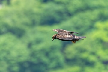 グリーンバックに獲物を探しながら悠然と飛ぶイヌワシ