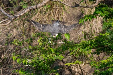 豪快なハヤブサの飛び出しシーン
