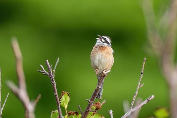 新緑の若葉に囲まれて大きな声でさえずるホオジロ成鳥