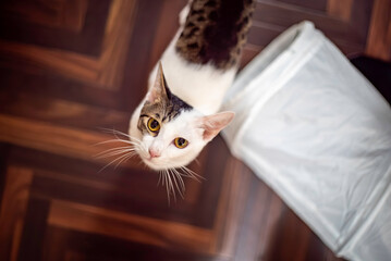 遊んでほしい猫