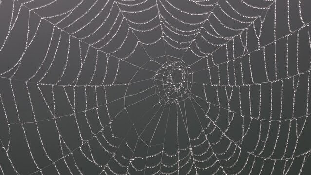 Spider's web with dewdrops, Austria, Europe