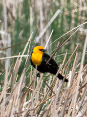 Male yellow headed blackbird in the marsh