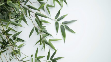 Bamboo leaves on a white backdrop