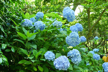明月院のブルーのあじさい
