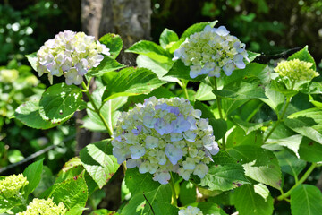 鎌倉の稲村ヶ崎の展望台に咲く白のあじさい
