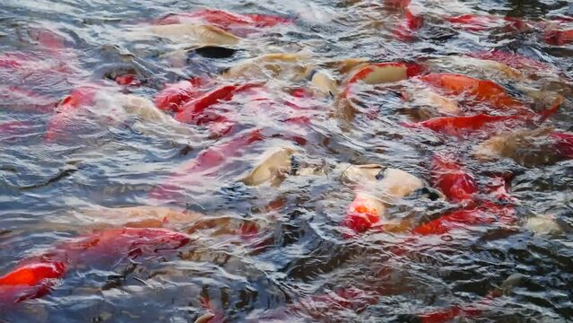 Colorful Koi pond carp fish water surface outdoors. Japanese Oriental farming koi fish beautiful natural aquatic garden. japanese goldfish colorful aqua animal swim and feeding outdoors background