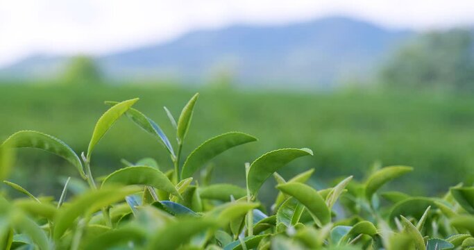 Green tea tree leaves field Fresh young tender bud herbal in farm on summer morning. Sunlight Green tea tree plant camellia sinensis in organic farm. Close up Tree tea plant green nature in morning