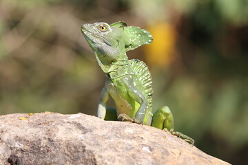 Basilisk lizard on a rock