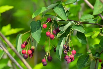 ジューンベリー（アメリカザイフリボク）