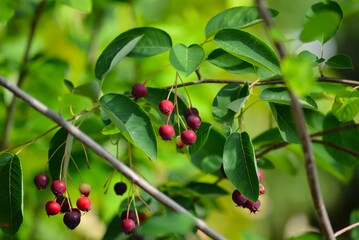 ジューンベリー（アメリカザイフリボク）