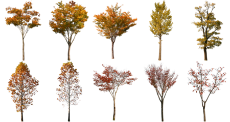 樹木切り抜きセット透過PNG背景白-Cutout Tree