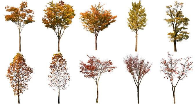 樹木切り抜きセット透過PNG背景白-Cutout Tree