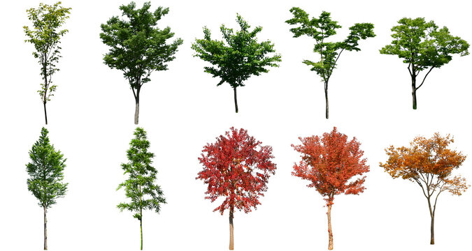 樹木切り抜きセット透過PNG背景白-Cutout Tree