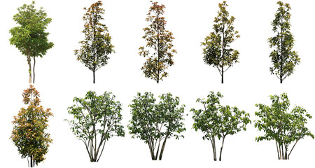 樹木切り抜きセット透過PNG背景白-Cutout Tree