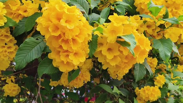 Yellow Elder Flower,Yellow elder, Trumpetbush, Trumpetflower, Yellow trumpet-flower, Yellow trumpetbush,tecoma stans