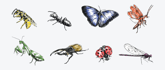 Hand drawn engraving of insects, bugs. Wasp, ant, butterfly, cockroach, praying mantis, hercules beetle, ladybug, dragonfly. Colorful vector illustration.