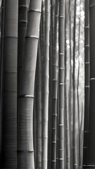 Obraz premium bamboo forest