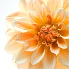 Fototapeta premium Close-up of a peach dahlia flower