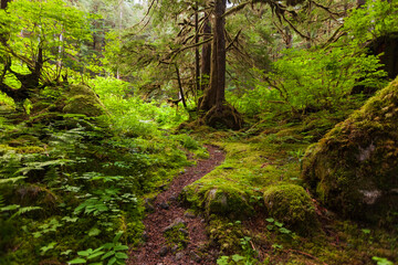 Path in the rainforest