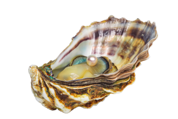Open oyster with pearl isolated on white