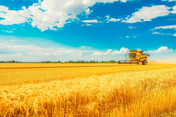 Fototapeta premium Panoramic view at combine harvester working on a wheat field. Harvesting the wheat. Agriculture. Panoramic banner.