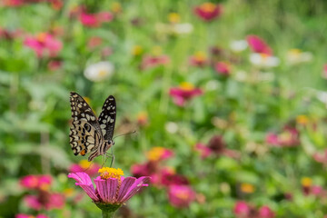 Butterflies are perched on blooming paper flowers