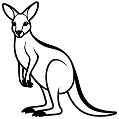 kangaroo illustration