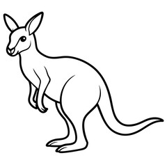kangaroo illustration