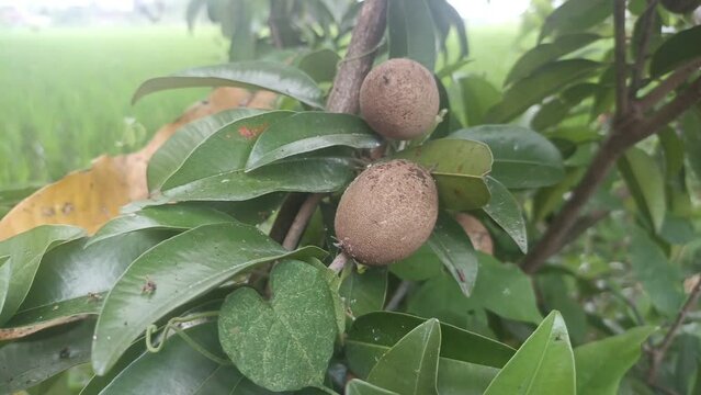 sapodilla fruit on the sapodilla tree plant on summer, sapodilla plum in the garden fruit