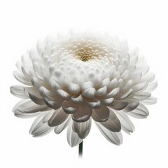 white dahlia flower isolated