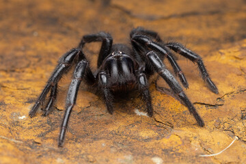 Close up of a Sydney Funnel-web Spider