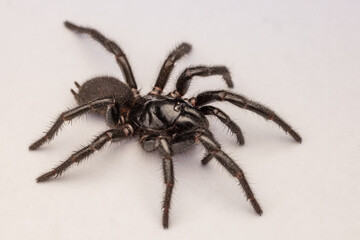 Sydney Funnel-web Spider on white background