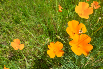 Eschscholzia californica the California poppy or golden poppy is a yellow flower