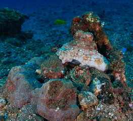 Underwater and close up photography of a octopus in camoflage. From a scuba dive in Bali. Indonesia.  © Johan