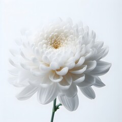 white dahlia flower isolated