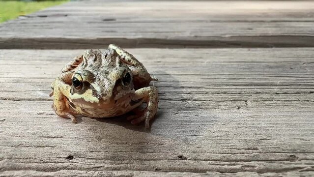 rog sitting on a wooden board, staring at the camera with unblinking eyes